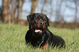 ROTTWEILER 567